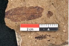 Foto (Detailansicht) von Sequoia hardtii Endl. (NHMW-GEO-2024-0188-8232)